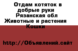 Отдам котяток в добрые руки - Рязанская обл. Животные и растения » Кошки   
